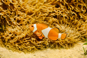 アクアリウムの魚たち