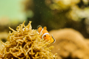 アクアリウムの魚たち