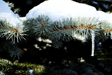 Icicles and snow on blue spruce (Picea pungens) branches. Winter detail tree in garden.