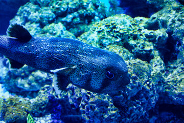 アクアリウムの魚たち