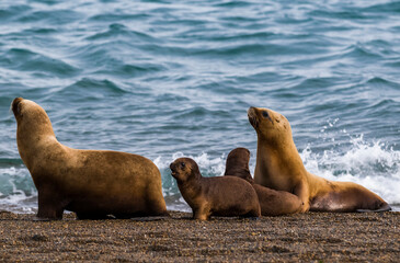 Naklejka premium Female Sea Lion mother and pup, Peninsula Valdes, Patagonia, Argentina