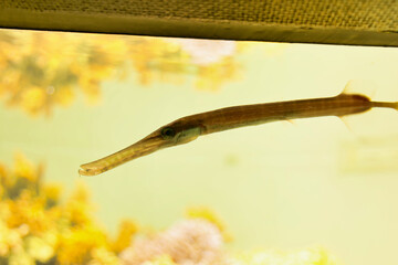 アクアリウムの魚たち