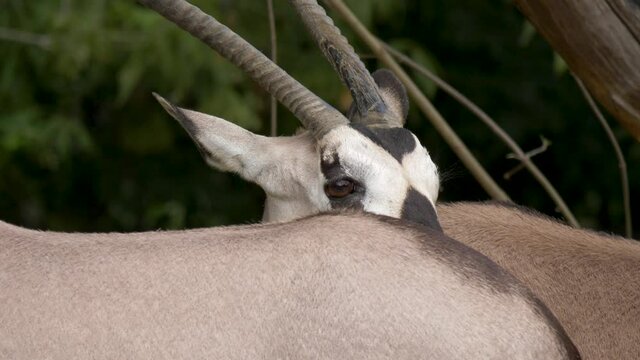 Close up of large heard of gemsbucks with spectacular horns feeding on the African savannah.