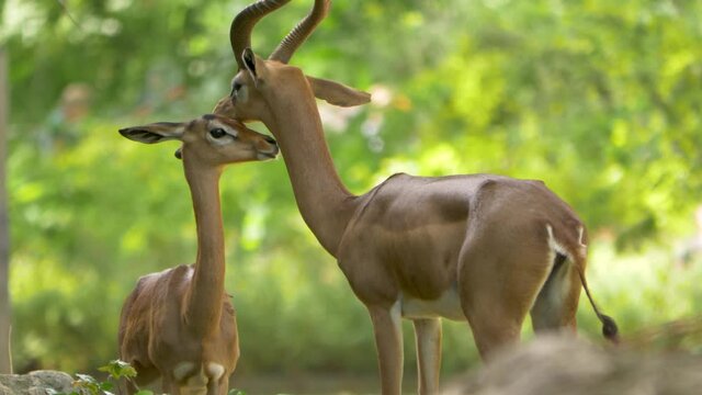 Giraffe gazelle mother and child showing a bond of love, beautiful green background.