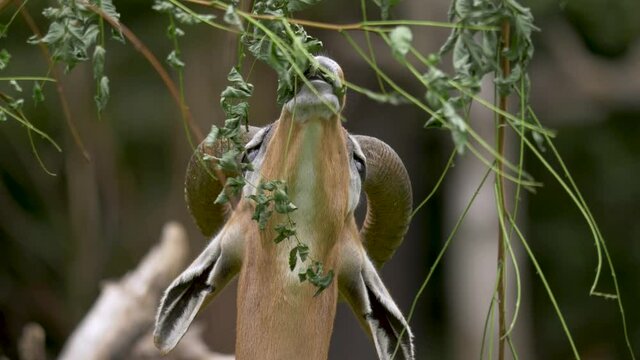 extreme close-up of a Giraffe gazelle feeding on a branch.