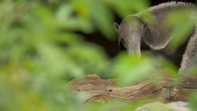 Tracking shot of a large male Giant anteater (Myrmecophaga tridactyla) moving through thick green vegetation in Honduras, Central America.