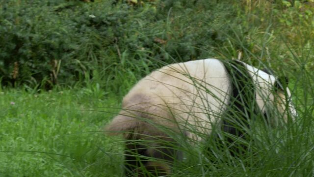 Giant Panda male running away from danger in slow-motion 4k.