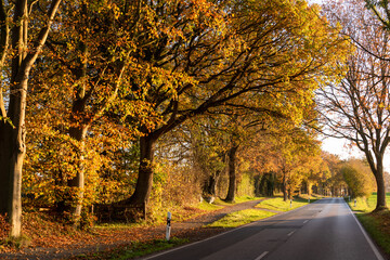 Fototapeta premium Landstraße in Schleswig-Holstein im Herbst mit Bäumen und buntem Laub