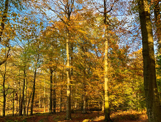 Herbstlicher Laubwald im Oktober
