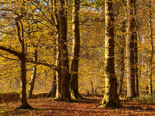 Obraz premium Herbstlicher Laubwald im Oktober