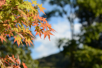 The sky and maple trees beginning to change color