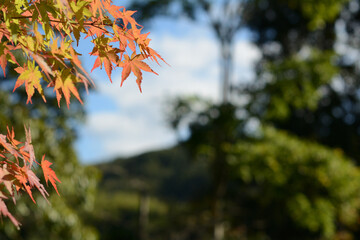 The sky and maple trees beginning to change color