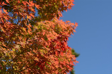 The sky and maple trees beginning to change color