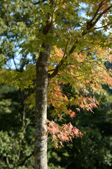 Maple trees beginning to change color.