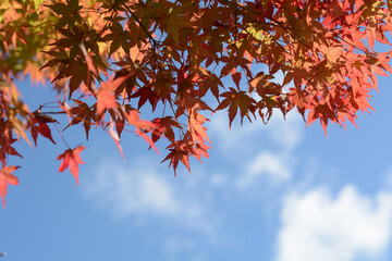 The sky and maple trees beginning to change color