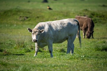 cows in field, grazing on grass in Australia, on a farming ranch. Cattle eating hay and silage....