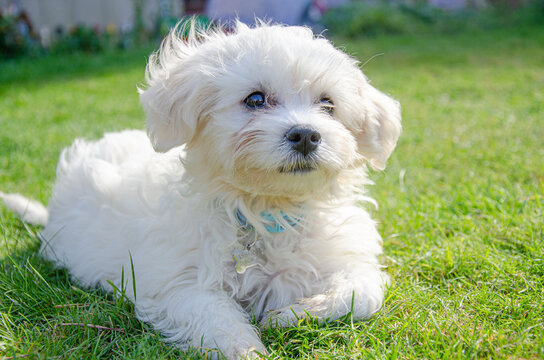 A cavapoo puppy lying down outside on the floor on a lawn in a garden.