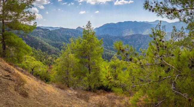 high-altitude pine forest in the Troodos mountain range of the island of Cyprus