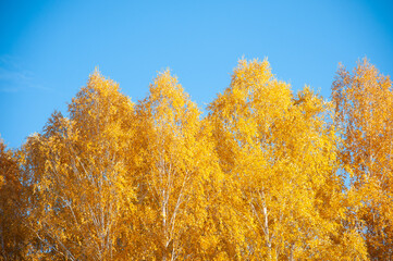 Golden autumn trees against the blue sky. Peaks of birches in the autumn forest against the blue...