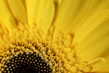 Yellow daisy flower on macro closeup on white background