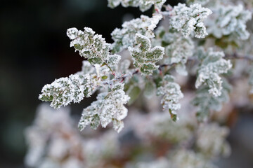 Hoarfrost on top a green and red leaves. Frosted leaves were photographed in Finland during an ice cold and freezing day. Closeup color image.