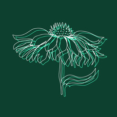 flower buds branch with leaves  isolated vector background