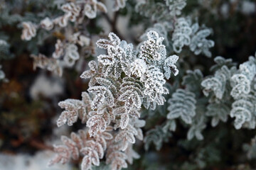 Hoarfrost on top a green and red leaves. Frosted leaves were photographed in Finland during an ice cold and freezing day. Closeup color image.