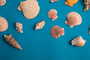 Top view seashells on the blue backdrop