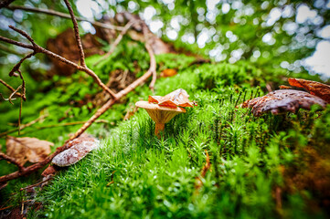 Autumn impressions with moss in a German forest.
