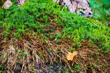 Autumn impressions with moss in a German forest.