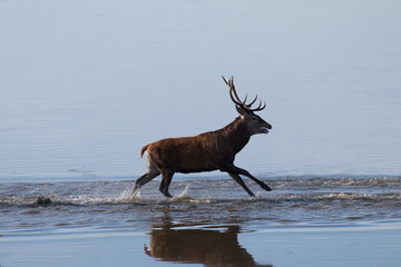 Beautiful male red deer with nice antlers, Cervus elaphus, runs on the water in a fish pond in a...