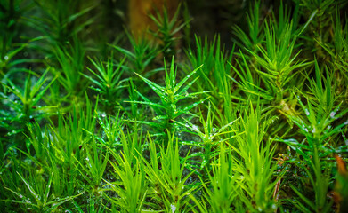 Macro shot of moss with water drops in a forest after a rain shower.
