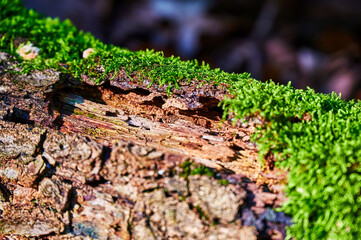 Autumn impressions with moss in a German forest.