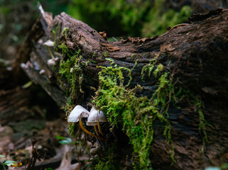 Fall mushrooms in the woods scrounged by moss 