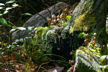Fall mushrooms in the woods scrounged by moss 
