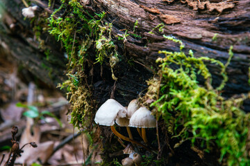 Fall mushrooms in the woods scrounged by moss 