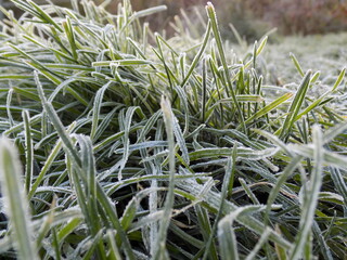 The grass is covered with frost from frost.