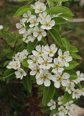 flowering branch of apple tree