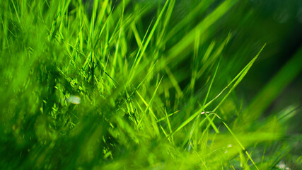 Macro de brindilles d'herbe, à pleine ouverture (F1.4).  Le flou d'arrière-plan est très esthétique