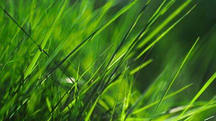 Macro de brindilles d'herbe, à pleine ouverture (F1.4).  Le flou d'arrière-plan est très esthétique