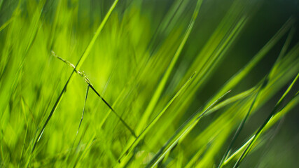 Macro de brindilles d'herbe, à pleine ouverture (F1.4).  Le flou d'arrière-plan est très esthétique