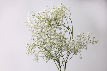 Small white busy baby breath flower bunch on white background - Powered by Adobe