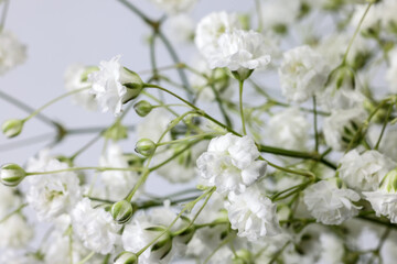 Small white busy baby breath flower bunch on white background