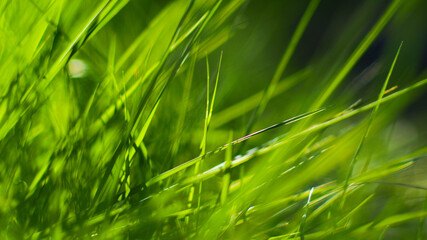 Macro de brindilles d'herbe, à pleine ouverture (F1.4).  Le flou d'arrière-plan est très...