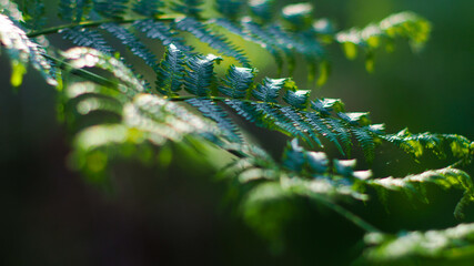 Macro de longues feuilles de fougère toutes vertes.  Elles ont été photographiées au mois de Mai © Anthony