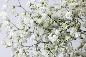 Small white busy baby breath flower bunch on white background Small white busy baby breath flower bunch on white background