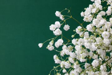 Obraz premium Small white busy baby breath flower bunch on green background
