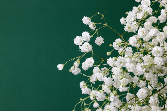 Small White Busy Baby Breath Flower Bunch On Green Background