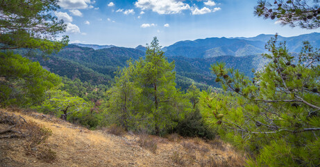high-altitude pine forest in the Troodos mountain range of the island of Cyprus
