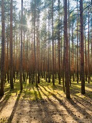 autumn forest in the morning